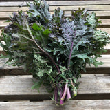 Red Russian Kale (Brassica oleracea)