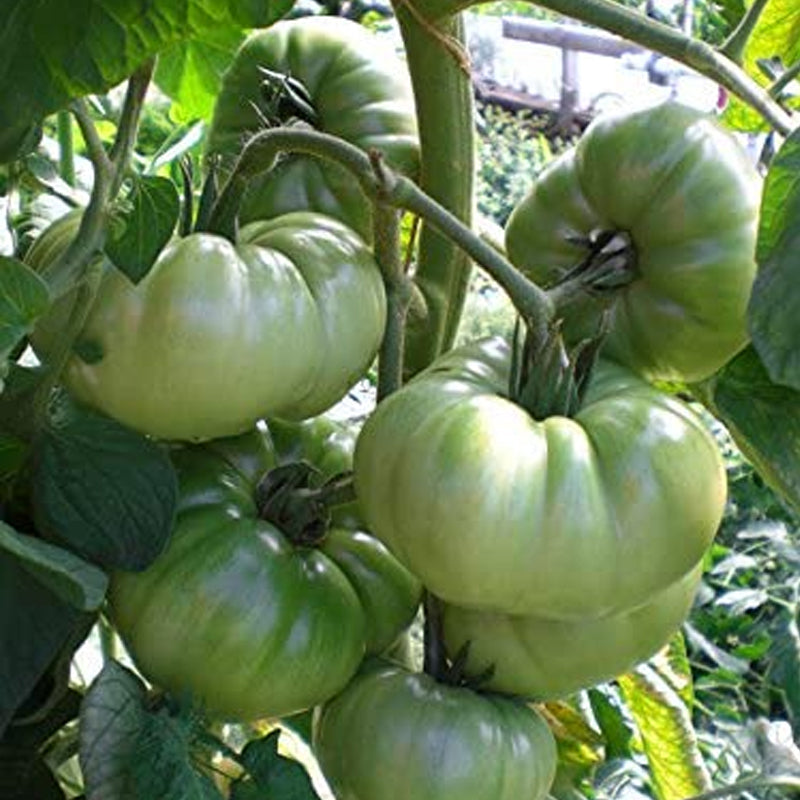 Aunt Rubys German Green Tomato