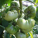 Aunt Ruby’s German Green, Standard (Slicing) Tomato (Lycopersicon esculentum)