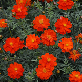 COSMOS sulphureus 'Bright Lights' (Sulphur Cosmos, Tall Mixed)