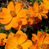 COSMOS sulphureus 'Bright Lights' (Sulphur Cosmos, Tall Mixed)