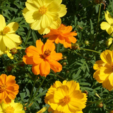 COSMOS sulphureus 'Bright Lights' (Sulphur Cosmos, Tall Mixed)