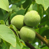 Juglans nigra Northern (Northern Black Walnut), Zones 4-8