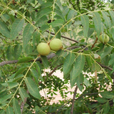 Juglans nigra Northern (Northern Black Walnut), Zones 4-8