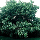 Juglans nigra Northern (Northern Black Walnut), Zones 4-8