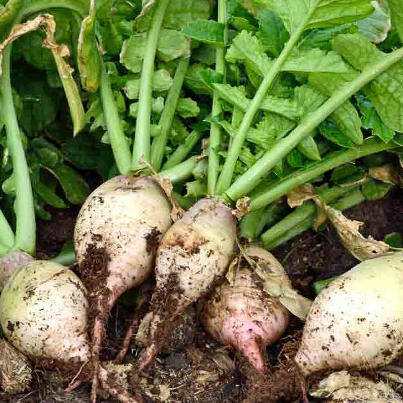 Seven Top Turnip (Brassica rapa)