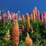Northwest Native Mix, Flower Seeds