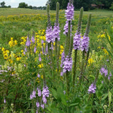 Monarch Butterfly Garden Mix