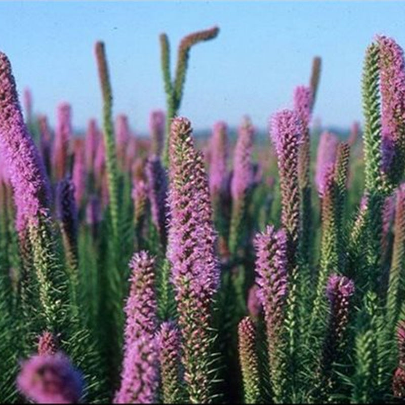missouri wildflower seed mix Midwest Native Mix 25 lb