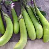Louisiana Long Green Eggplant (Solanum melongena)