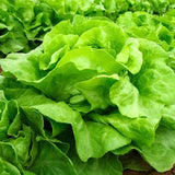 White Boston, Butterhead Lettuce (Lactuca sativa)