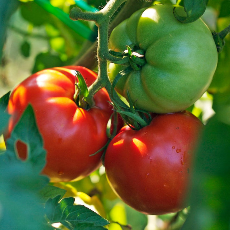 Better Boy VFN F1 Hybrid , Standard (Slicing) Tomato (Lycopersicon esc –  MySeedsCo