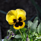 Edible Flower Mix