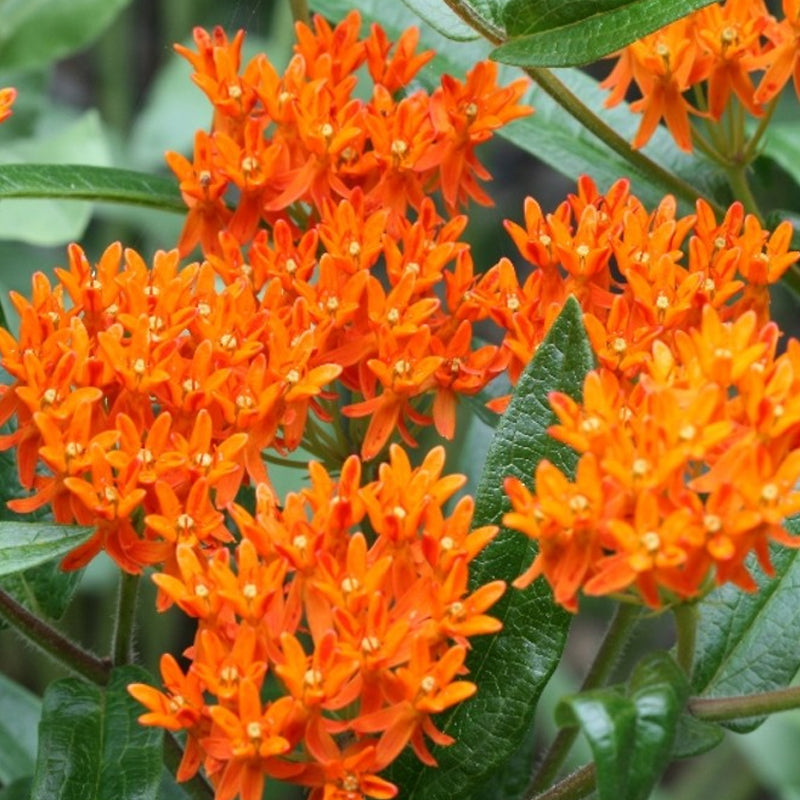 native southeast wildflower seed mix Southeast Native Mix 10 lb