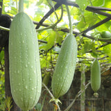 Luffa Sponge Gourd (Luffa cylindrica)