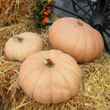 Long Island Cheese Pumpkin (Cucurbita maxima)