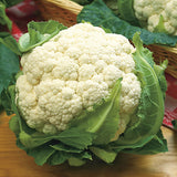 Snowball Y Improved Cauliflower  (Brassica oleracea)