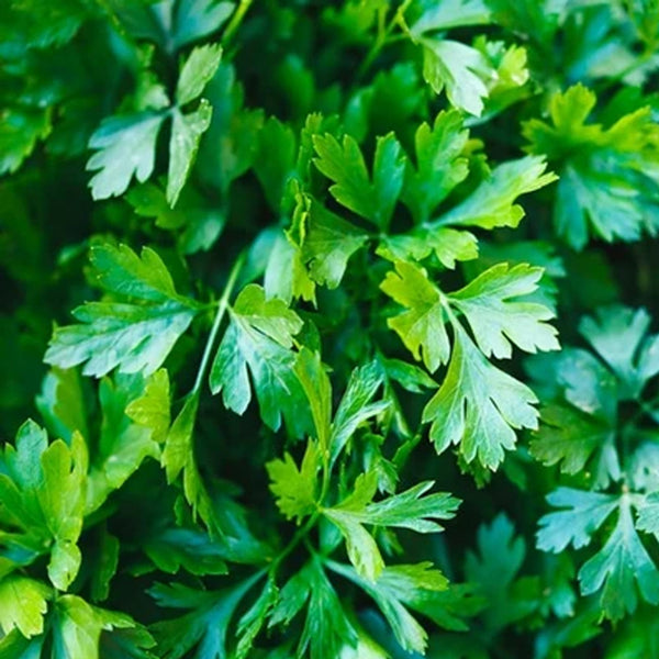 Parsley