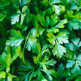 Parsley, Italian Dark Green (Petroselinum crispum)