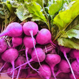 Purple Plum Radish (Raphanus sativus)