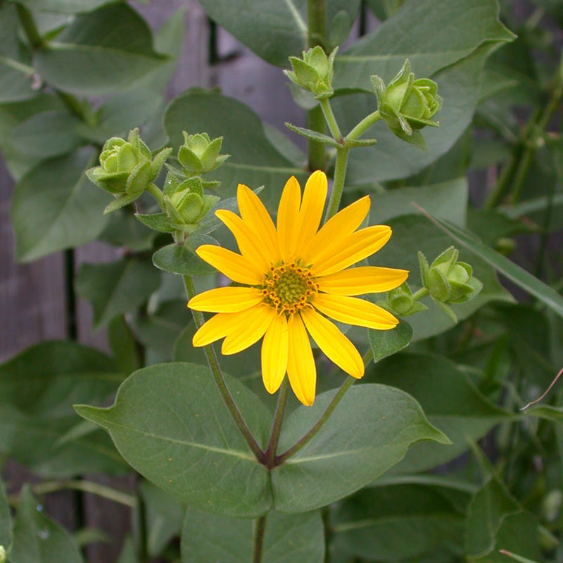 native wildflower seeds southeast Southeast Native Mix 10 lb