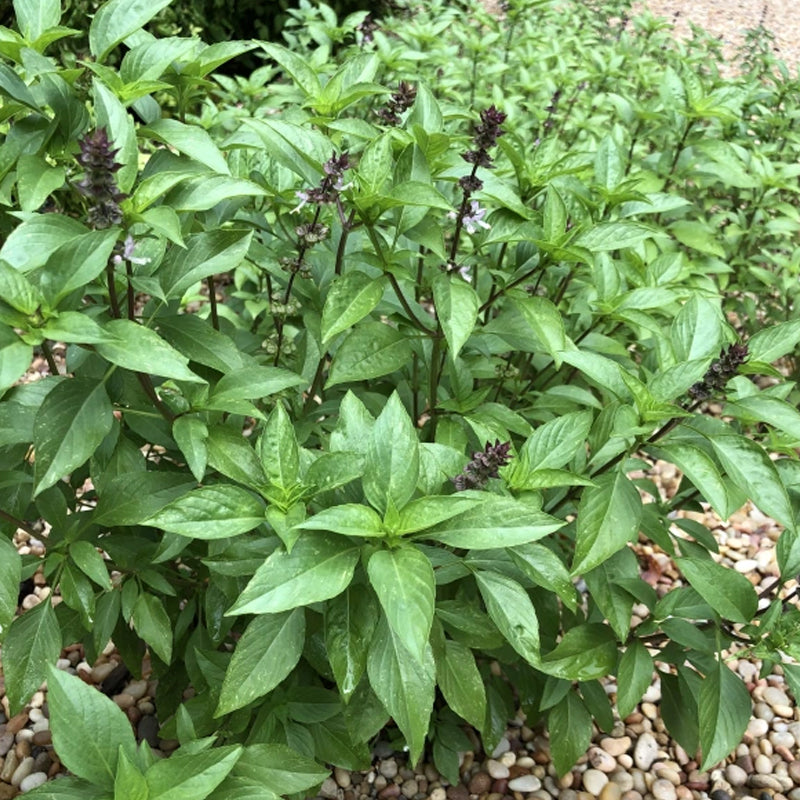 Basil, Cinnamon (Ocimum basilicum)