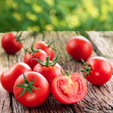 Ace 55 Tomato, Standard (Slicing) Tomato (Lycopersicon esculentum)