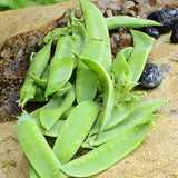 Avalanche Pea, Edible Pod (Pisum sativum)