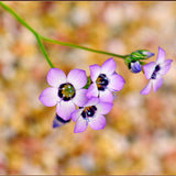 Northwest Native Mix, Flower Seeds
