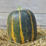 Tours (Citrouille de Touraine) Pumpkin (Cucurbita maxima)