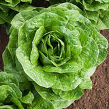 Parris Island Cos, Romaine Lettuce (Lactuca sativa)