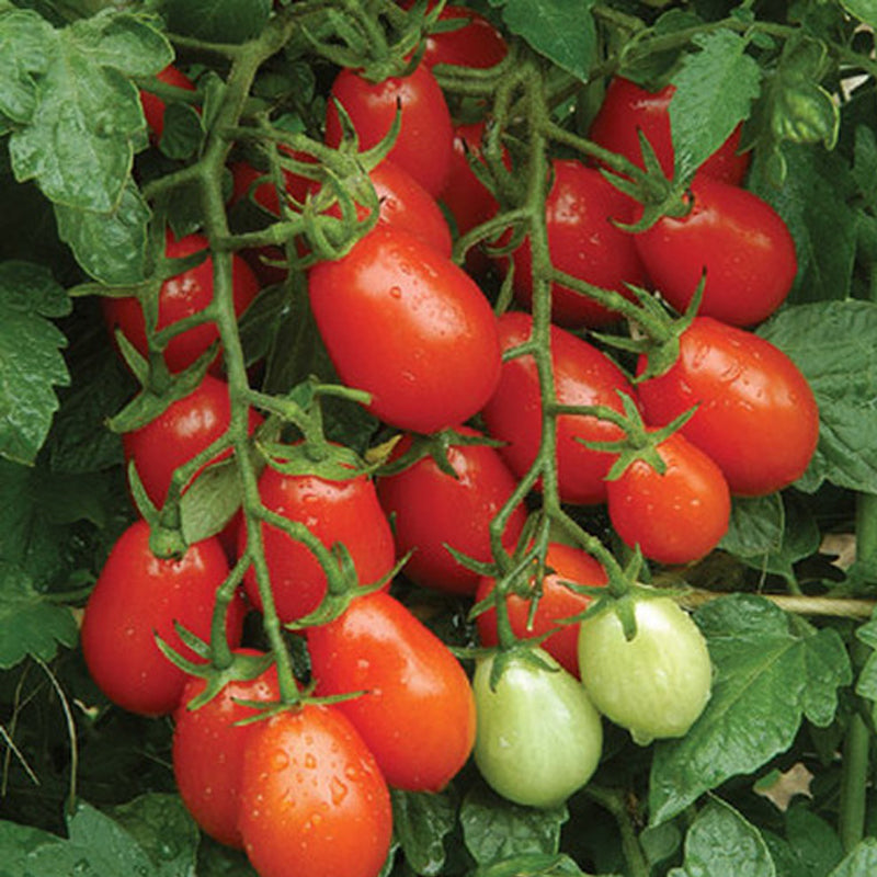 Candy Bell F1 Hybrid Tomato, Grape Tomato (Lycopersicon esculentum)