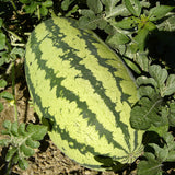 Jubilee  Watermelon (Citrullus lanatus)