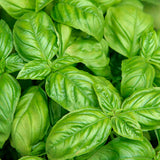 Basil,  Italian Large Leaf (Ocimum basilicum)