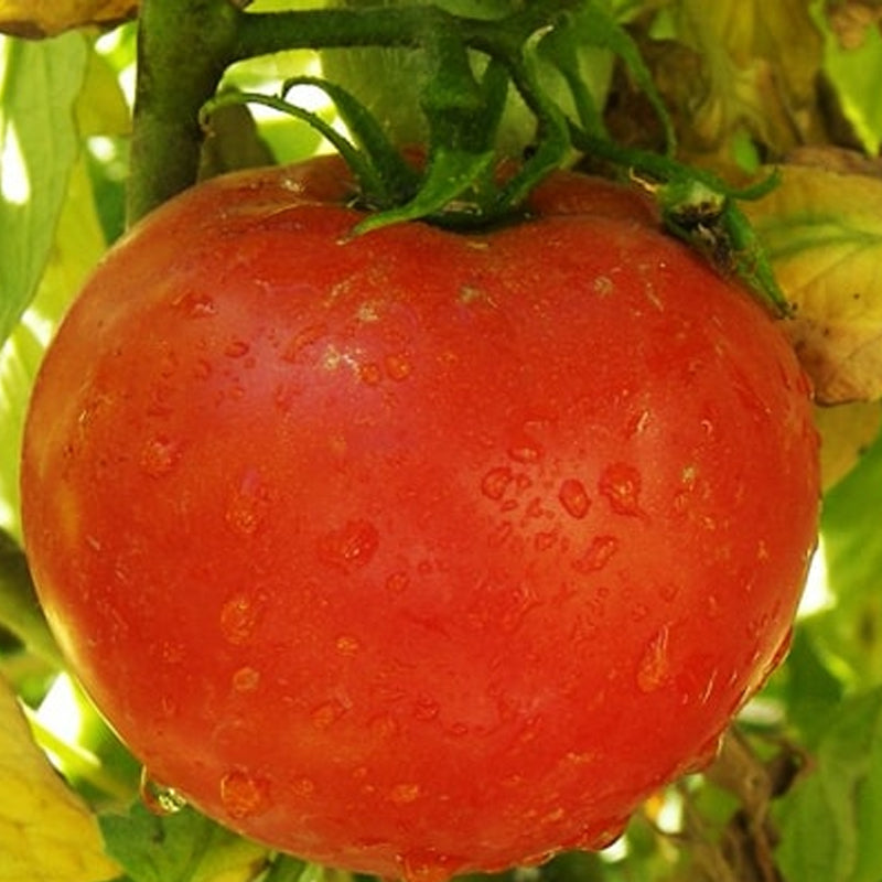 Celebrity F1 Hybrid, Standard (Slicing) Tomato (Lycopersicon esculentum)