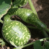 Speckled Swan Gourd (Cucurbita pepo)