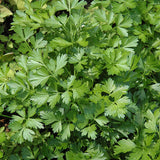 Parsley, Italian Giant (Petroselinum crispum)