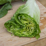 Sugar Loaf Endive (Cichorium endivia)