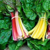 Rainbow Mix Swiss Chard (Beta vulgaris cicla)