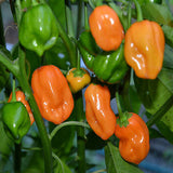 Habanero Pepper, HOT (Capsicum annuum)