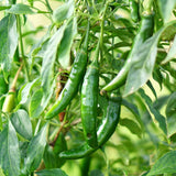 Serrano Pepper, HOT (Capsicum annuum)