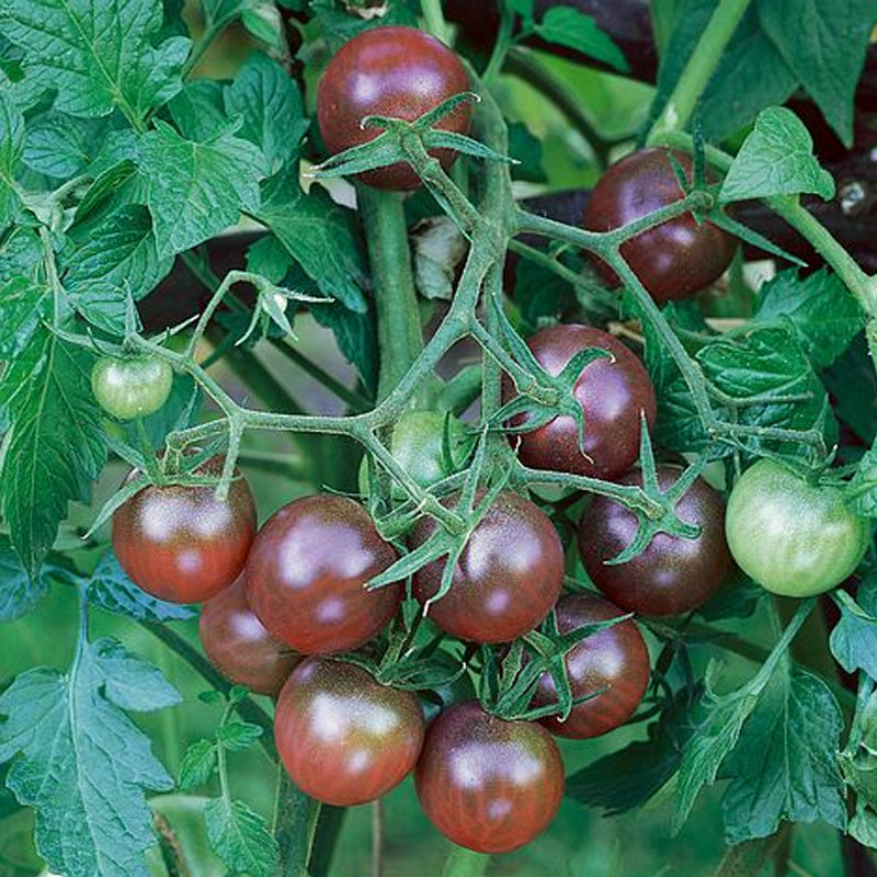 Black Cherry Tomato, Cherry Tomato (Lycopersicon esculentum)