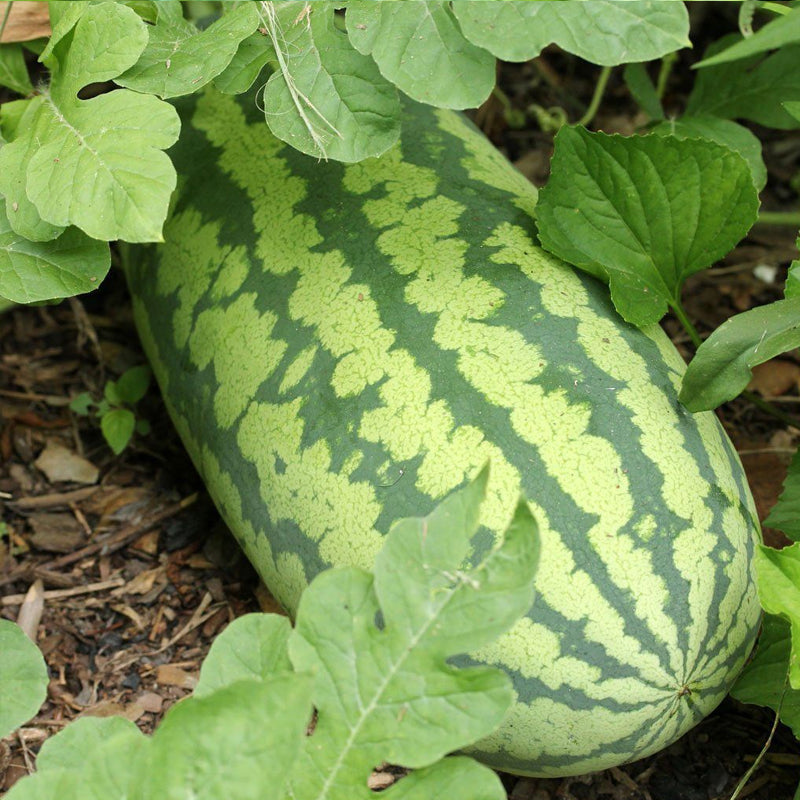 Congo Watermelon (Citrullus lanatus)