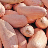 Pink Banana Jumbo Squash, Winter (Cucurbita maxima)