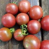 Cherokee Purple, Standard (Slicing) Tomato (Lycopersicon esculentum)