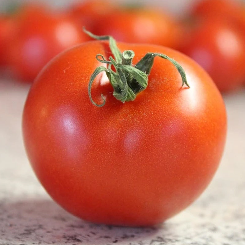Bradley Tomato, Standard (Slicing) Tomato (Lycopersicon esculentum)