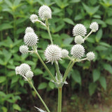 Tall Prairie Flower Mix