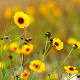 High Plains Native Mix