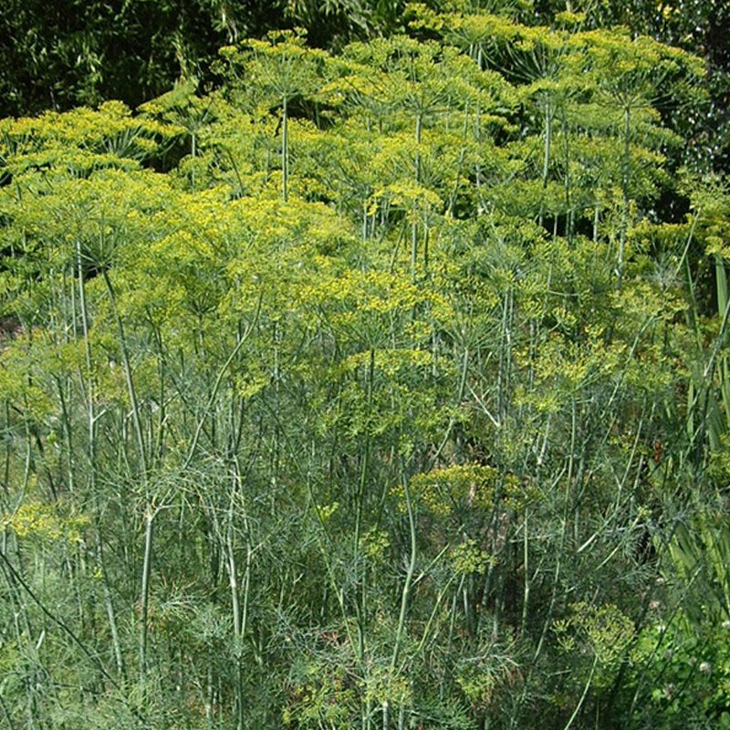 Dill, Bouquet (Anethum graveolens)