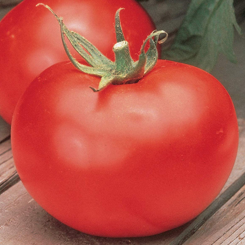 Burpee’s Big Boy F1 Hybrid, Standard (Slicing) Tomato (Lycopersicon esculentum)